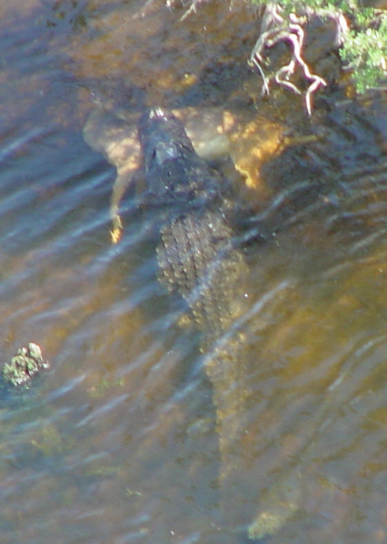 alligator and deer